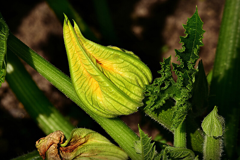 Oblany słoncem kwiat cukinii wyrasta z owłosionej łodyżki.