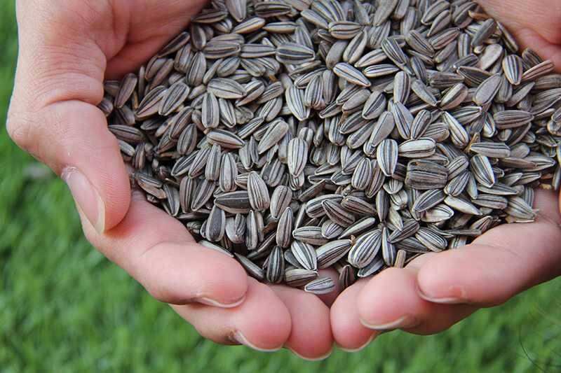 Kobieta trzyma w obu dłoniach nieobrane jeszcze pestki słonecznika.