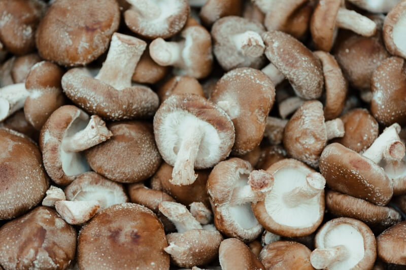 Na obrazku widać mnóstwo niewielkich, świeżych grzybków shitake gotowych do dalszej obróbki.