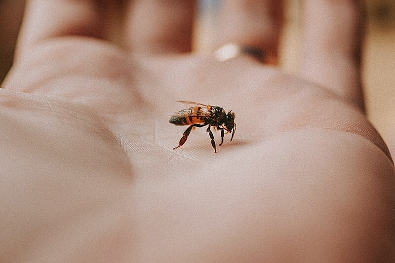 Na ręce siedzi mała osa gotowa do użądlenia.