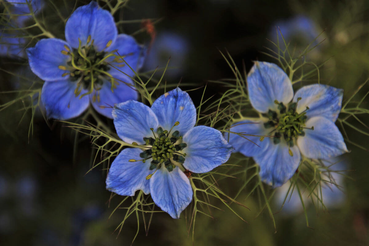 Jakie zioła powinny gościć w Twojej kuchni?