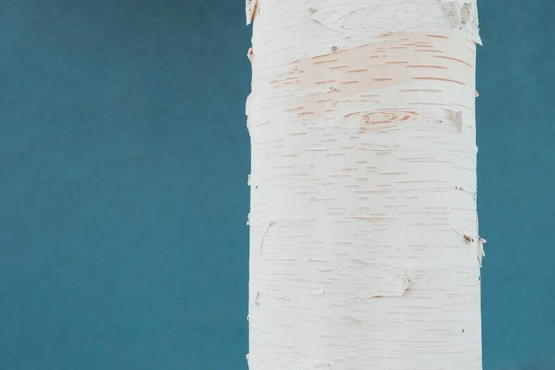 Na co oddziałuje sok z brzozy? Właściwości i zastosowanie