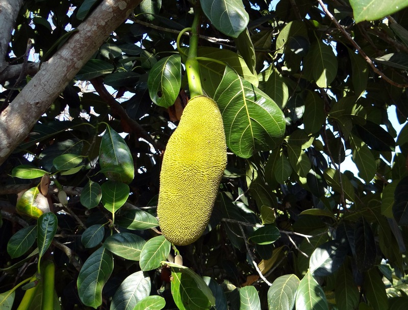 Jackfruit (chlebowiec) - najlepsze przepisy wege na szarpaną wołowinę