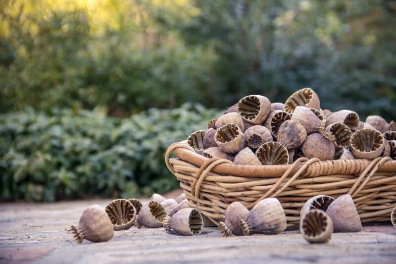 Mak niebieski – czy jest zdrową przekąską? Czy można uprawiać kwiaty?