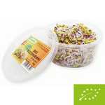 Kiełki rzodkiewki świeże BIO – około 50 g