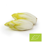 Cykoria świeża BIO – około 0,50 kg