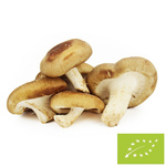 Opakowanie zbiorcze (kg) - grzyby shiitake świeże BIO (Polska) (około 1 kg)