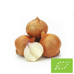 Cebula szalotka świeża BIO – około 0,50 kg